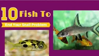 Top 10 Best Pest Snail Eating Fish