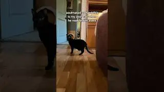 the best feeling 😭 #catsofyoutube #youtubecats #cats #deafcats #fyp