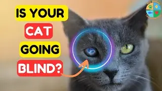 Is My Cat Going Blind? Signs and What You Can Do