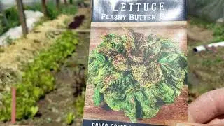 Three Great varieties of Heirloom Lettuce