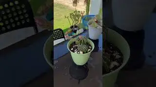 Cactus 🌵 needs water. It&rsquo;s 103F here in Bakersfield!