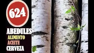 ABEDULES ,LOS &Aacute;RBOLES QUE DAN ACEITE,CERVEZA.ALIMENTO,DULCES,PEGAMENTO Y MUCHO M&Aacute;S