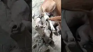 i love you ma #trending #viral #video