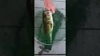I just caught a 4 pound small mouth bass 