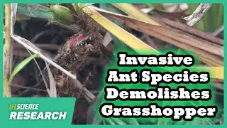 Invasive Tawny Crazy Ants Can Cover And Demolish A Grasshopper In Just Four Hours