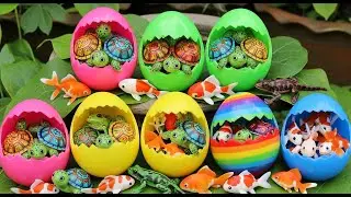 Found HUNDREDS of COLORFUL Surprise Eggs in Garden! 😱 Baby Turtles + Koi Fish Everywhere! Frogs 🐢🐠