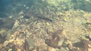 Fish Swimming in the Antelope Falls Plunge Pool. Mayflower Bocawina National Park in Belize.