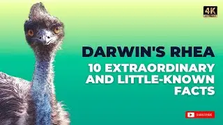 The Darwin's Rhea | 10 interesting and rare facts you didn't know