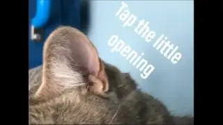 How to make your cats ears twitch