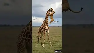 Giraffe cracking the lion head bones