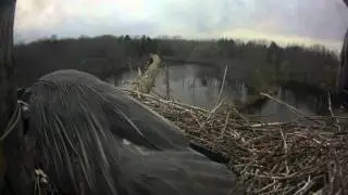 Sapsucker Woods Great Blue Heron lays second egg