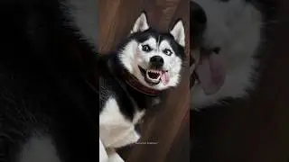 Normal dogs vs Huskies🤣🐕#shorts #dog #doglover #dogs