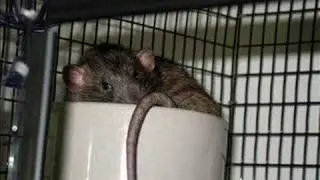 Sweet Pea's Bukkit