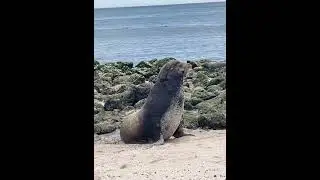 Alpha male sea lions in show of dominance and power challenge. 