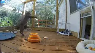 Rehab bobcat plays with dinner.