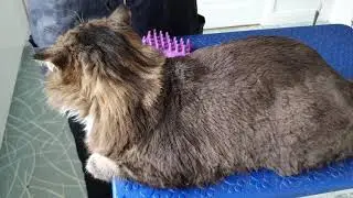 Longhaired Cat Being Clipped (Teddy Bear Clip)