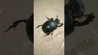 brown dung beetle Onthophagus gazella by Temin
