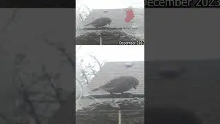 Palouse's Avian Mirage | Timelapse Expos&eacute;