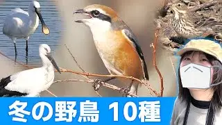 モズの鳴き声♪冬は鳥がいっぱい！【野鳥撮影vlog】