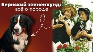 Бернский зенненхунд: добрая семейная собака. Все про породу