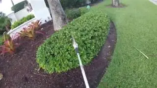 The Art of Trimming Green Island Ficus