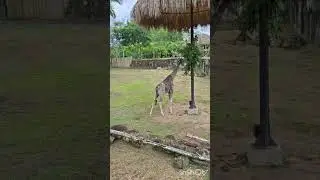 Bioparque Ukumari, Pereira - Colombia