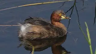 Little Grebe Behavior | Fascinating Insights into the Life of the Dabchick
