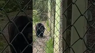 WILD BEAR (haput) SPOTTED IN SRINAGAR #bear #haput #kashmir #wildanimals #srinagar #shortsvideo