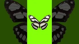 Butterfly Green Screen 14 #shorts