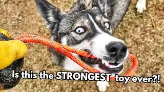 We Tested Indestructible Dog Toys from MonsterK9: Here's Our Honest Opinion
