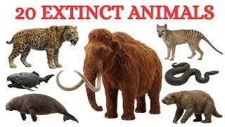 Extinct Animals Name | Ice Age & Prehistoric Creatures | Mammoth, Dodo & Sabertooth