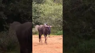 Living with wildlife