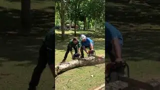 STIHL MS660 vs HOLZZFORMA G660 #stihl #stihlchainsaw #subscribe