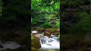 Wow Amazing View of River | Flowing River | 4K Relaxing River | Ultra HD Nature Video