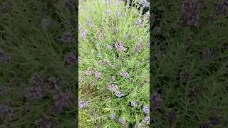 #shorts #lavender #pruning  Pruning Lavender