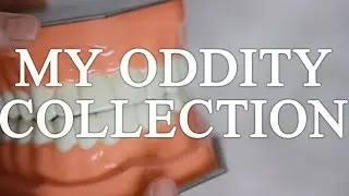My Oddity Collection | Teeth, Antiques, Taxidermy and More!