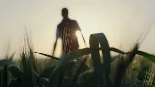 Harvesting Dreams: Farmer's Morning Walk through Wheat Field at Sunrise