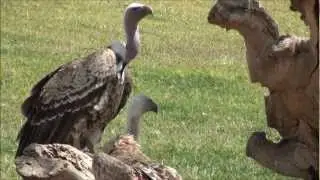 Vultures - scavenging birds in 1080p HD