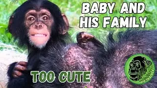 This Baby Chimpanzee is Too Cute !! Chester Zoo