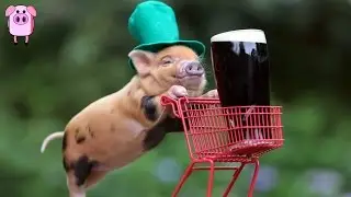 15 St Patrick's Day Facts That Will Make Your Friends Green With Envy -  SlappedHamTV