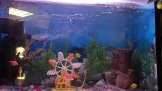 Fish jar hyperlapse... timelapse