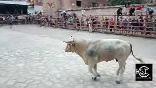 Centenera Guadalajara encierro campo sábado gran toro 📹 Esteban 