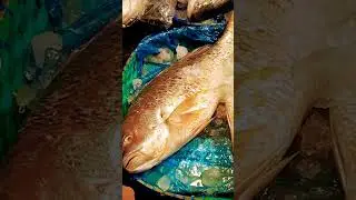 World's Most Popular Delicious Biggest Coral Fish Video || #shorts