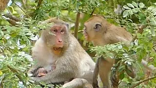 Happen Depend On JANA Monkey If She Make JANE Grow Temper  and Look So Seriously JANNA Cry Reject.