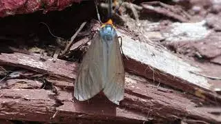 Moth Camouflage