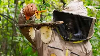 Revitalising Bee Populations in Tiwai Island, Sierra Leone - Bangs Circular - Stem Prize Winner 2024