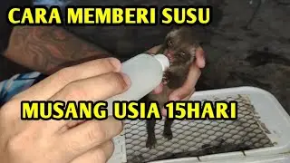 MENYUSUI ANAK MUSANG UMUR 15HARI  || MENGHINDARI KEMBUNG DI BABY MUSANG