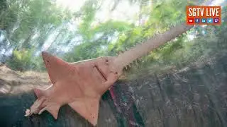 Mystery illness killing smalltooth sawfish