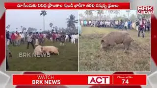 ప.గో జిల్లా తాడేపల్లిగూడెంలో వరాహ పోటీలు | West godavari | BRK News Digital