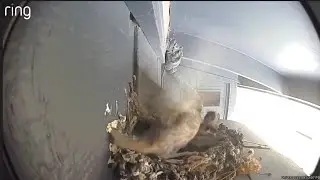 House Finch Chick Raising - Day 31 - Wings